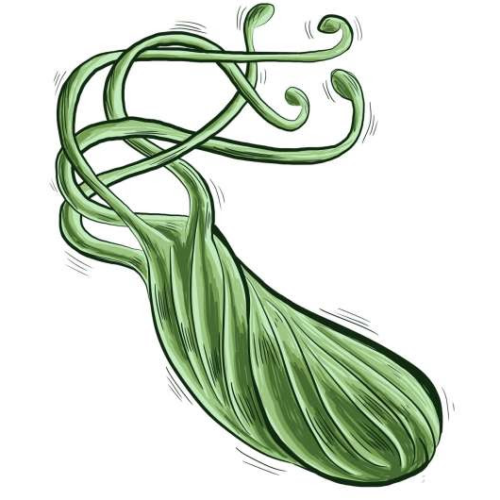 New guideline for Helicobacter pylori includes change to primary treatment recommendation