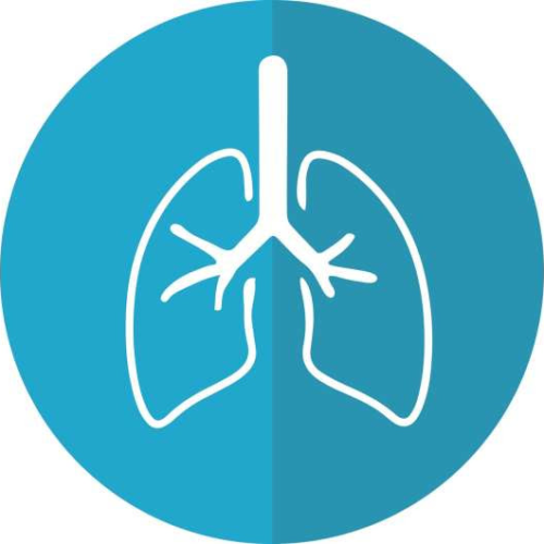 Long COVID inflicts deep scars on the lungs. Targeting specific immune cells could reverse damage