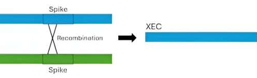 XEC: What you need to know about the new COVID variant