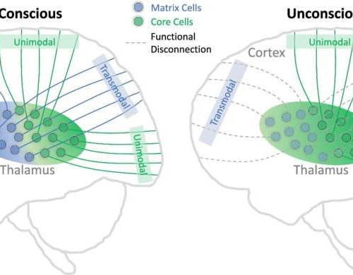 How the brain’s inner chamber governs our state of consciousness