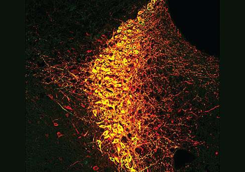 The brain’s state of attention is shaped by a handful of neurons, study shows