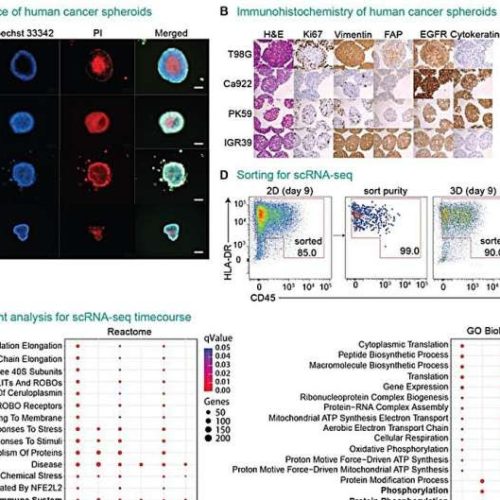 Reprogramming cancer cells to attack themselves