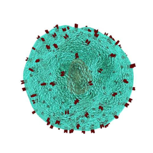 Research suggests many people already have T cells with the power to fight avian flu