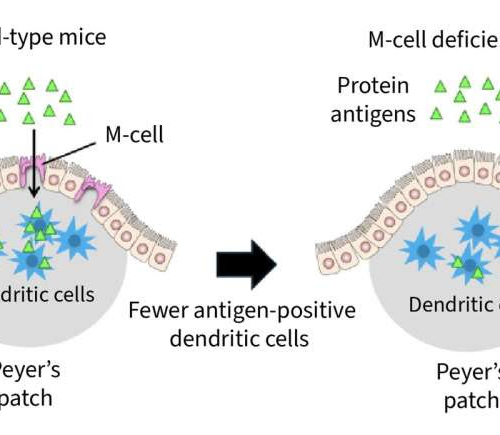 Scientists discover proteins in meat, milk and other foods suppress gut tumors