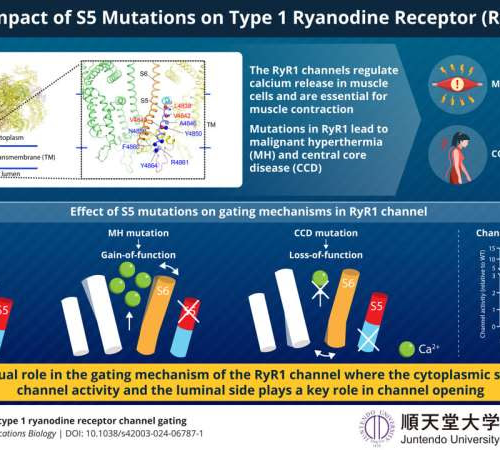 Scientists discover how mutations affect calcium release channel and impact muscle disorders