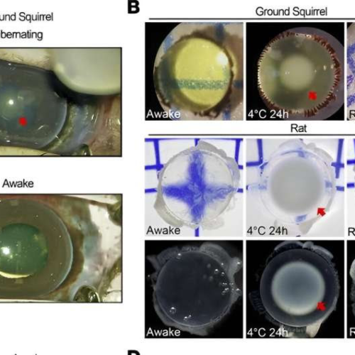 Ground squirrel study points to potential development of a cataract drug