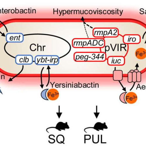 Research IDs likely culprit that turns Klebsiella pneumoniae into a devastating, drug-resistant killer