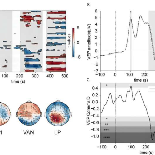 Researchers show how breathing and heartbeat influence perception