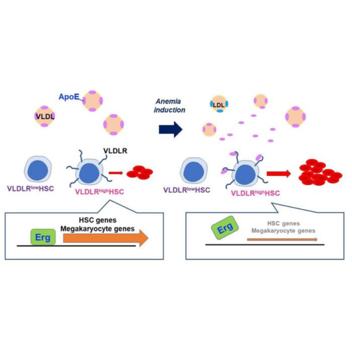 Discovering a new fashion of regulation in red blood cell production