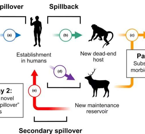 Humans infecting animals infecting humans—from COVID-19 to bird flu, preventing pandemics requires protecting all