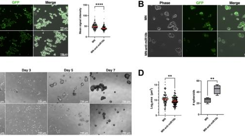 miR-10b Inhibition: A strategy for treating metastatic breast cancer