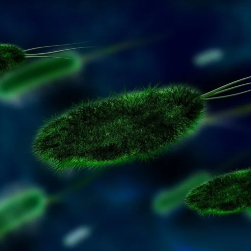 Respiratory bacteria ‘turns off’ immune system to survive