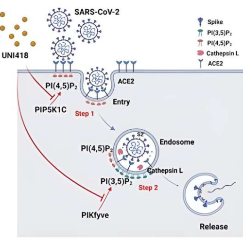 Study unveils novel treatment for blocking SARS-CoV-2 entry into cells