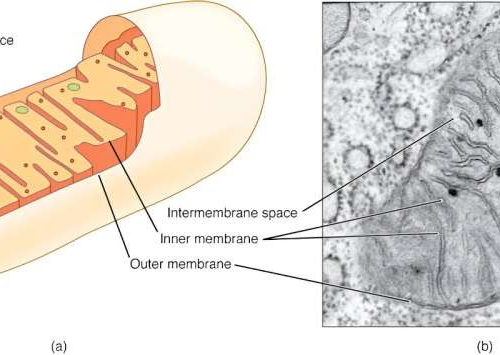 Mitochondria keep your brain cells alive: Helping them run smoothly may protect against Parkinson’s disease