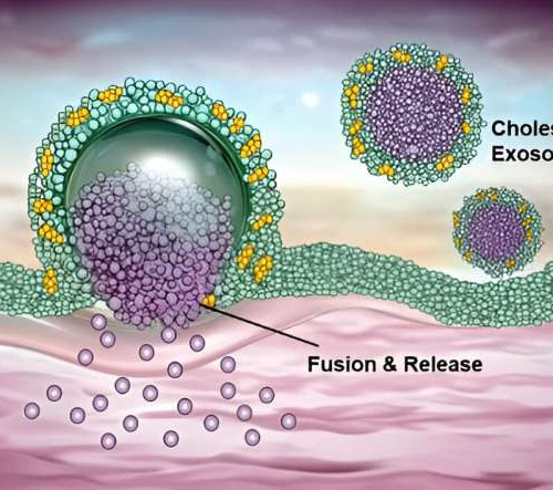 Study shows cholesterol enhances exosome-mediated RNA drug delivery