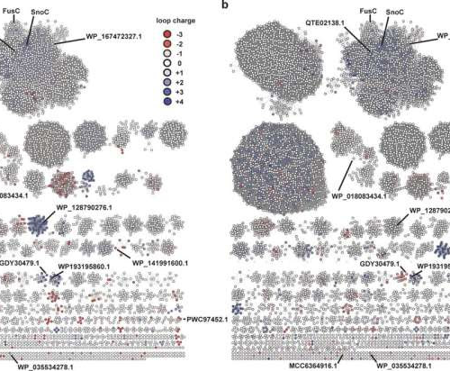 AI tools help uncover enzyme mechanisms for lasso peptides