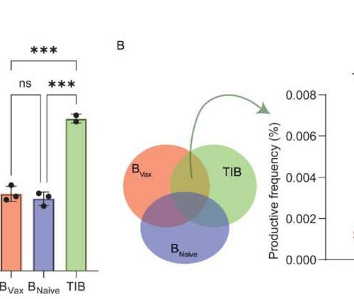 B-cells hold promise for treating glioblastoma