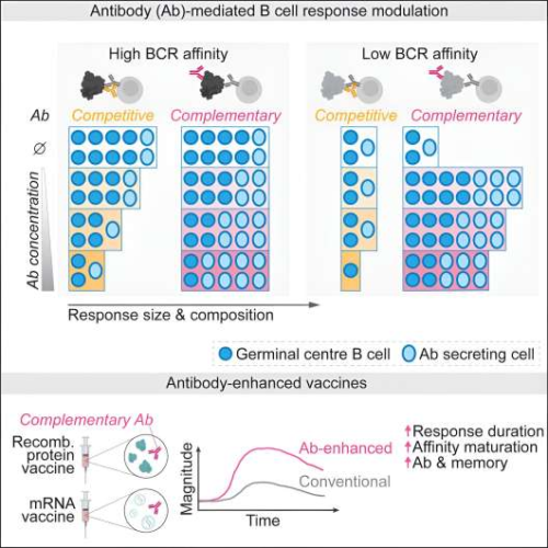 Researchers ‘turbocharge’ vaccine delivery by jolting ‘bystander’ immune cells into action in animal models