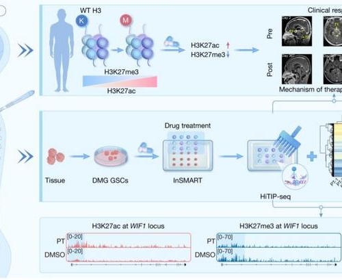 HiTIP-seq profiles epigenomic reprogramming of patient-derived diffuse midline glioma stem cells to epigenetic therapy