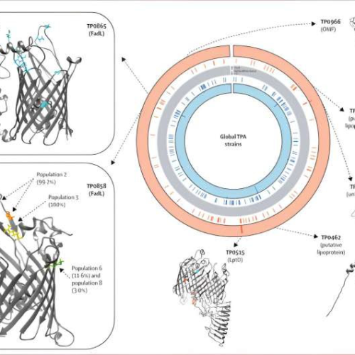 Searching for a vaccine against an ancient scourge: Syphilis genetics study points to a potential target