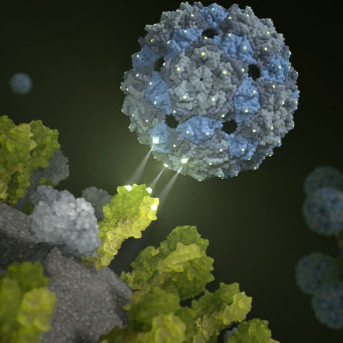 Harmless virus fights the flu by mimicking lung cells