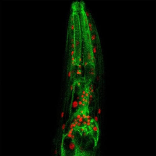 Subcellular chatter regulates longevity
