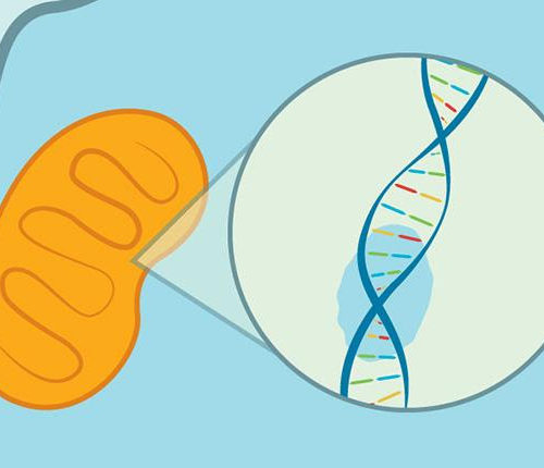 New molecular tool precisely edits mitochondrial DNA