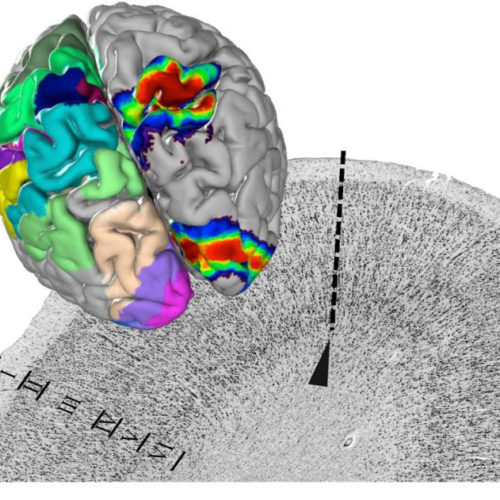 A centerpiece of EBRAINS’ human brain atlas is presented in ‘Science’