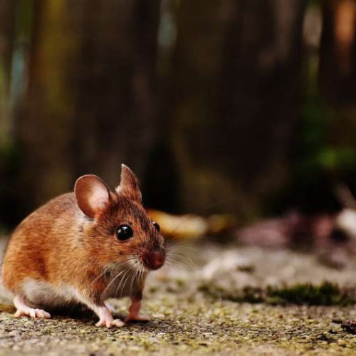 ‘Exercise protein’ doubles running capacity, restores function and extends healthy lifespans in older mice