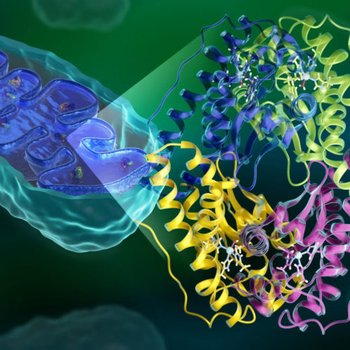 Scientists reveal elusive inner workings of antioxidant enzyme with therapeutic potential