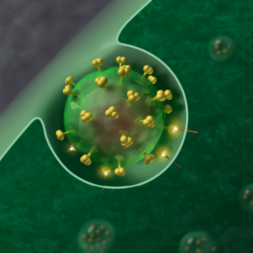 Monoclonal antibody prevents HIV infection in monkeys, study finds