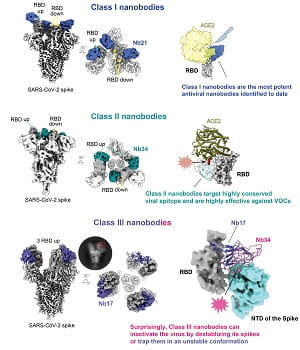 Near-Atomic Look at Three Ways to Thwart SARS-CoV-2 Variants Points to Therapeutic Possibilities