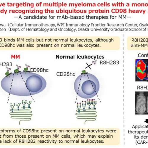 A myeloma-targeting monoclonal antibody offers new hope for treating multiple myeloma