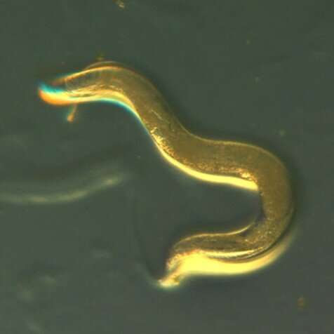 Worms fed a natural plant extract fatten, live 40% longer