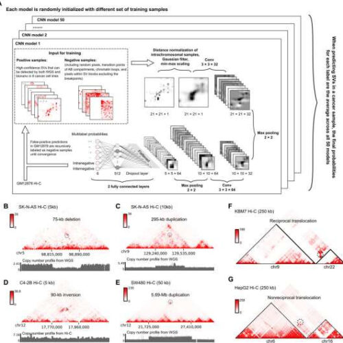 Deep learning empowers discovery of new genetic mutation in cancer