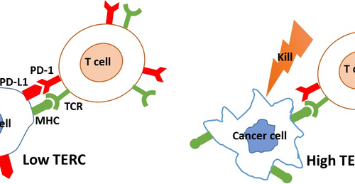 Researchers reveal the new function of TERC on PD-L1 inhibition