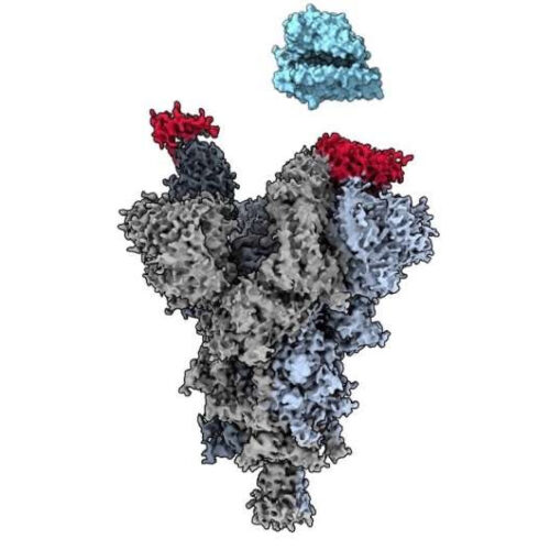 Researchers discover ‘weak spot’ across major COVID-19 variants