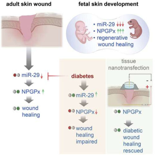 Researchers studying new way to heal diabetic wounds by activating ‘hidden’ mechanism in the body