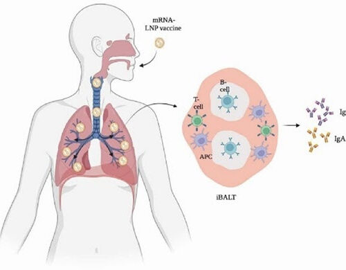 Can ‘No-needle’ COVID-19 protection be achieved with inhaled aerosol vaccines?