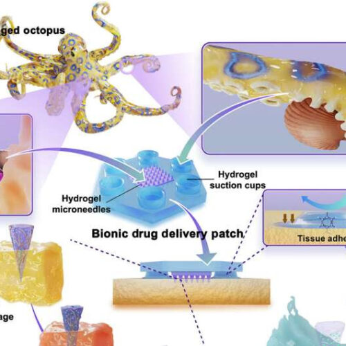 A microneedle patch for surface adhesion and injection drug delivery inspired by the blue-ringed octopus