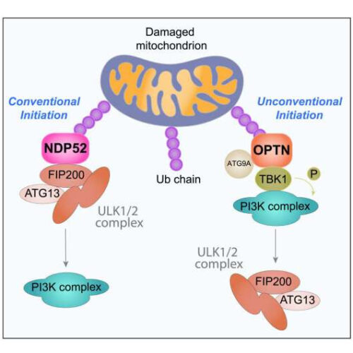 Mitochondrial research rewrites understanding of Parkinson’s disease pathway