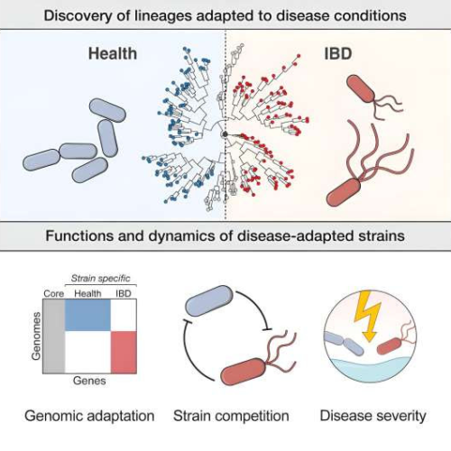 Research identifies gut bacterial strains linked to inflammatory bowel disease