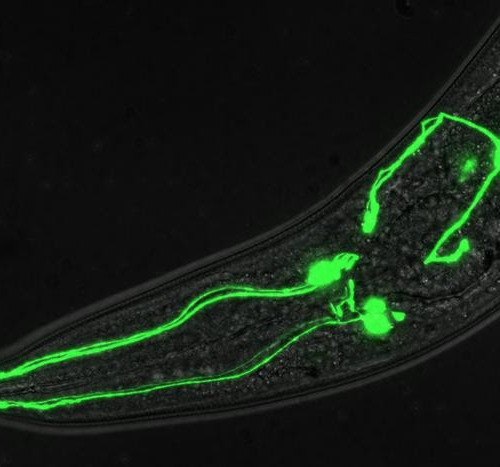 Taking a ‘one in a million’ shot to tackle dopamine-linked brain disorders